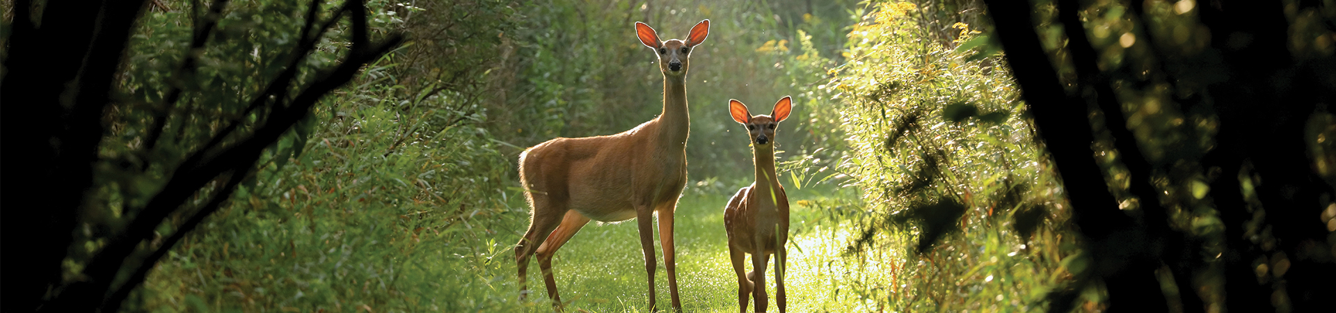  a doe and her fawn in the woods 