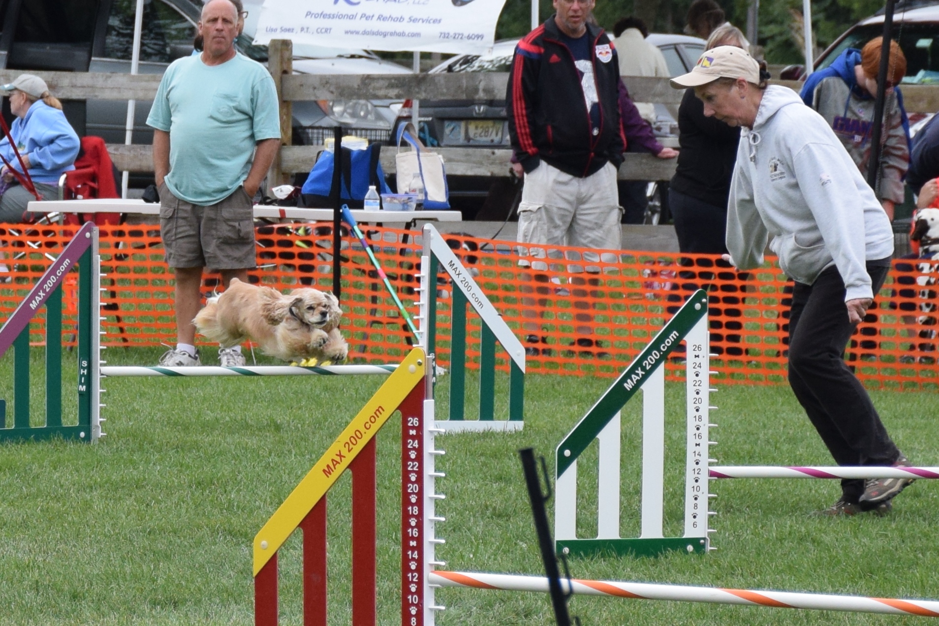  A small dog jumping hurdles at a dog agility show 