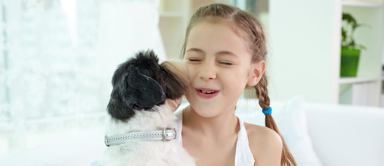  Happy girl playing with her shih-tzu dog at home. 