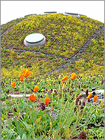 Green Roof