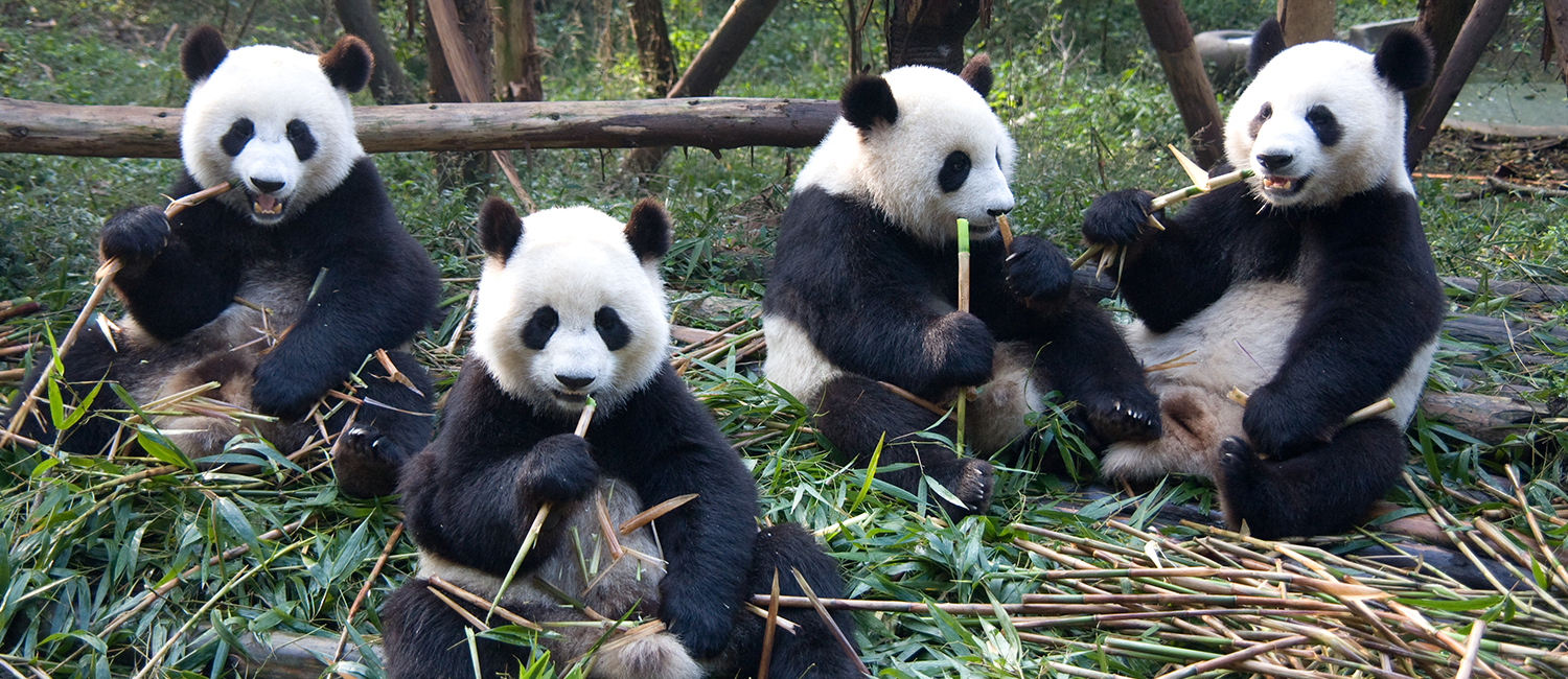 a group of pandas sitting and eating