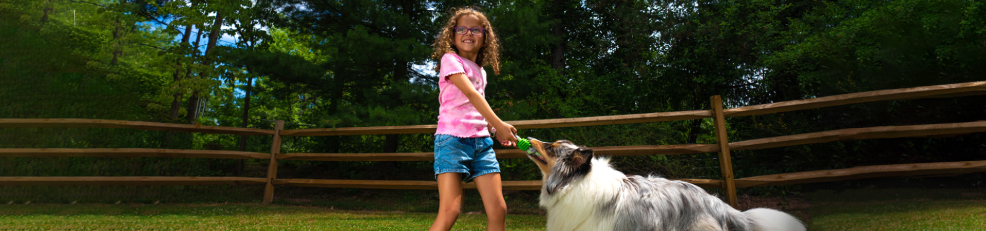  A Brownie Girl Scout playing tug of war with a collie dog 