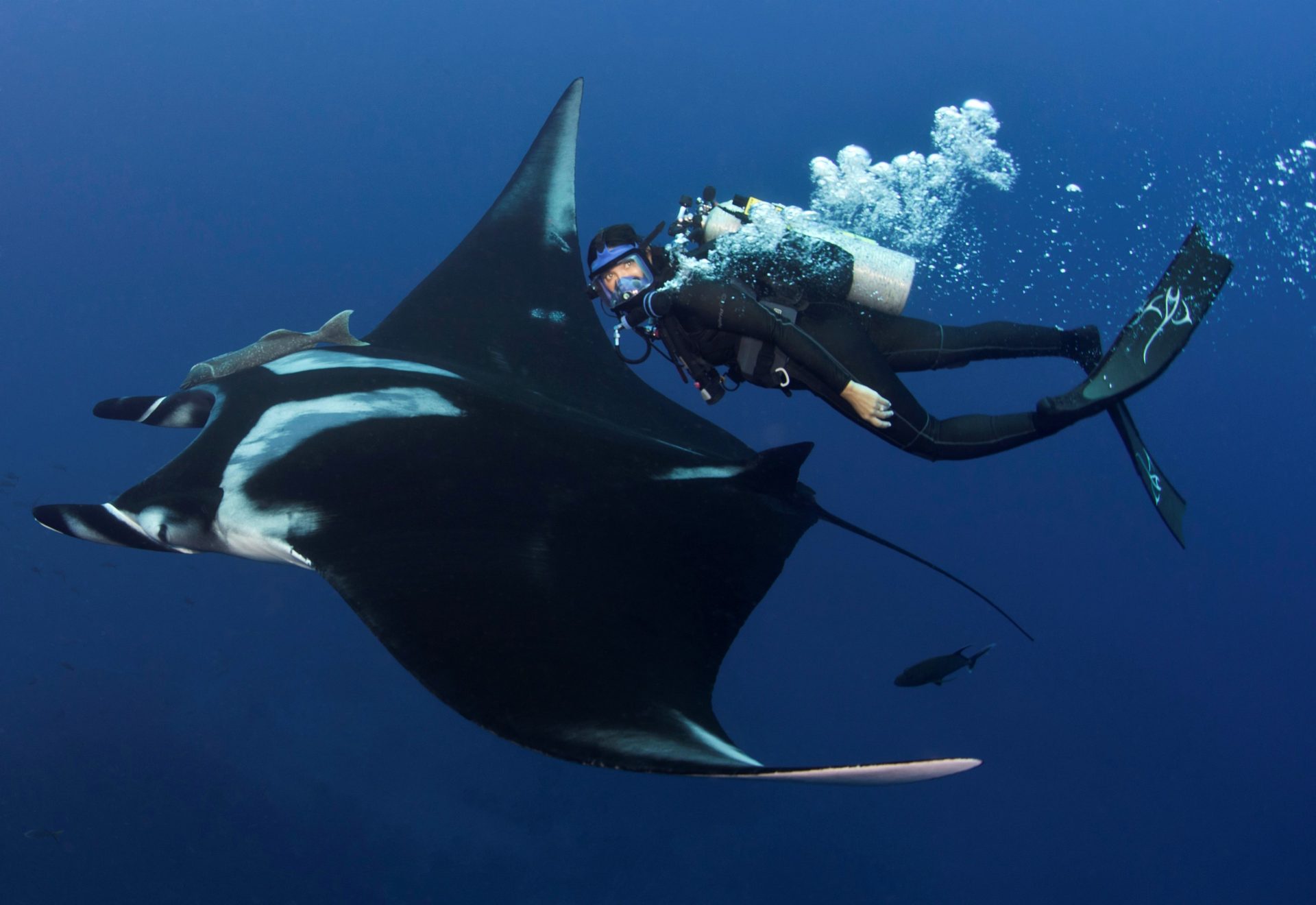  A SCUBA diver swimming next to a large manta ray 